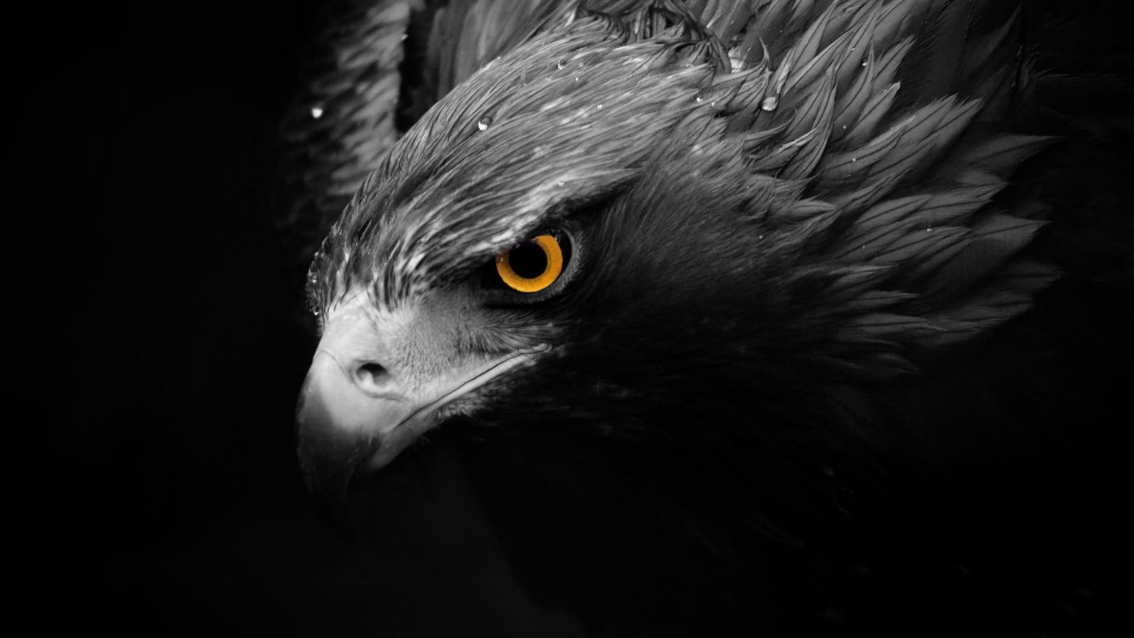 grayscale eagle wallpaper birds animals selective coloring 2k