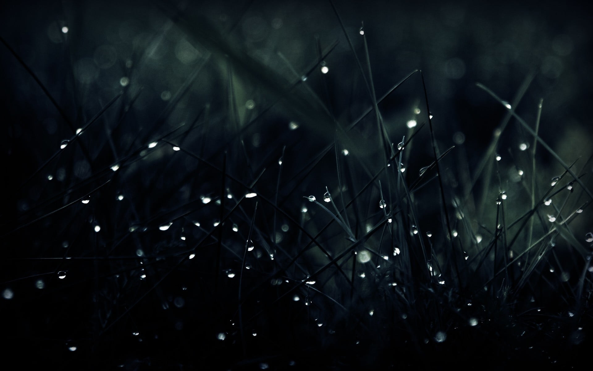 green leafed plant grass with water droplets dark macro 2k