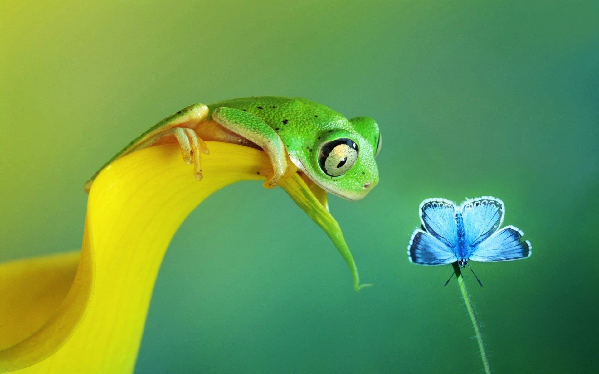 green frog beside common blue butterfly clip a selective focus photography of tree perched on yellow flower petal in front 2k