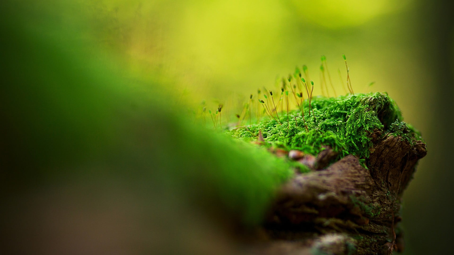 green plants focus photography of grass wood macro moss 2k