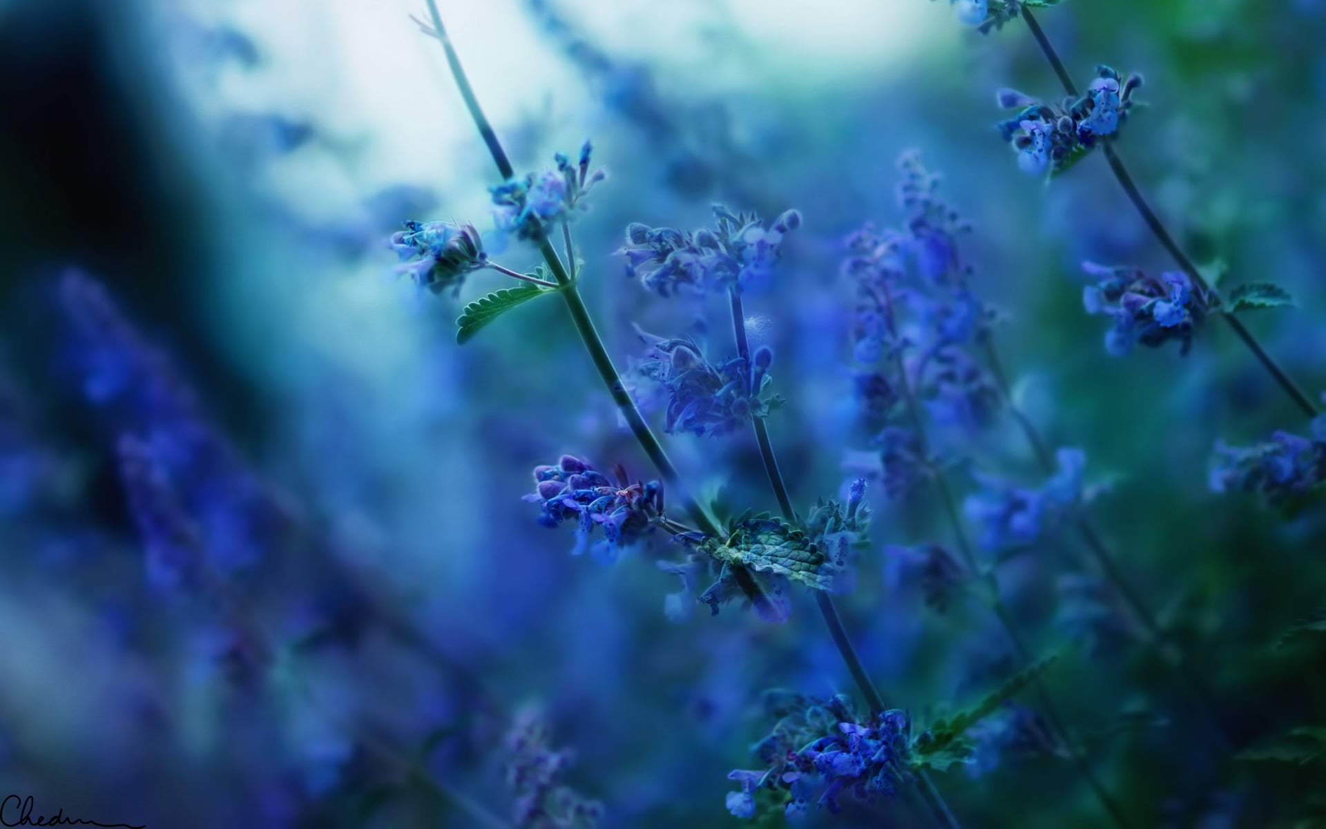 lavender flowers nature depth of field sunlight blurred blue 2k