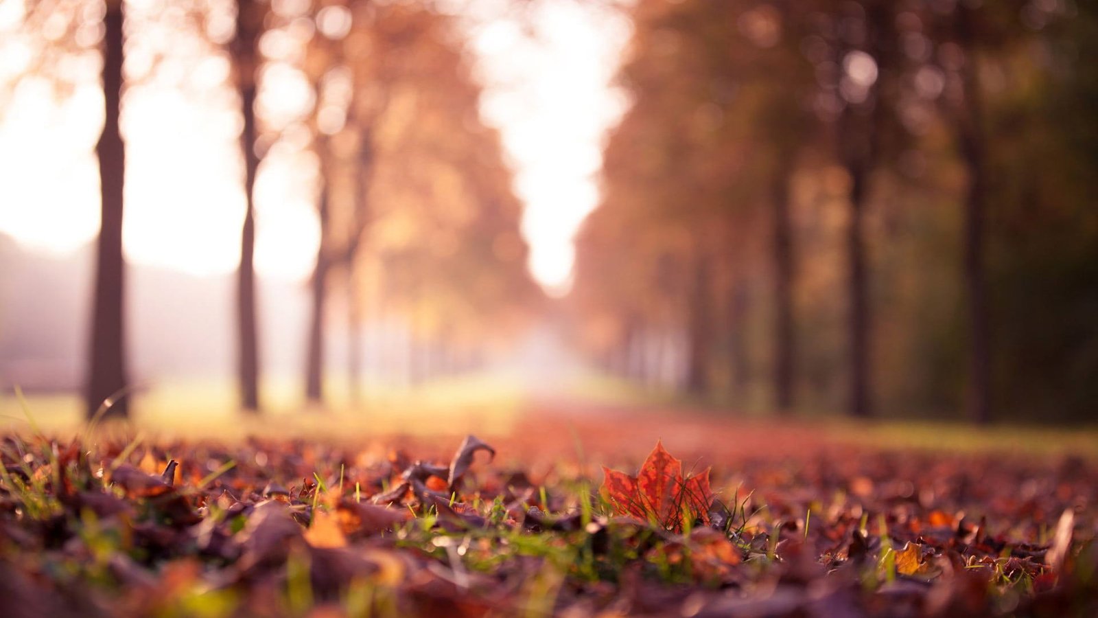 macro photography of grass focus wilted maple leaves on the ground between aligned trees 2k