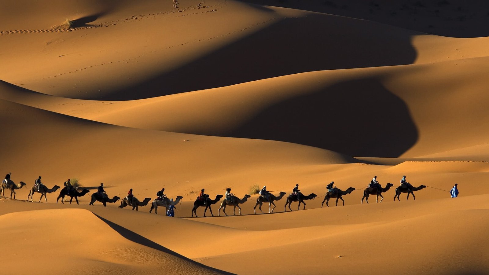 nature animals landscape camels Morocco Africa sand desert 2k