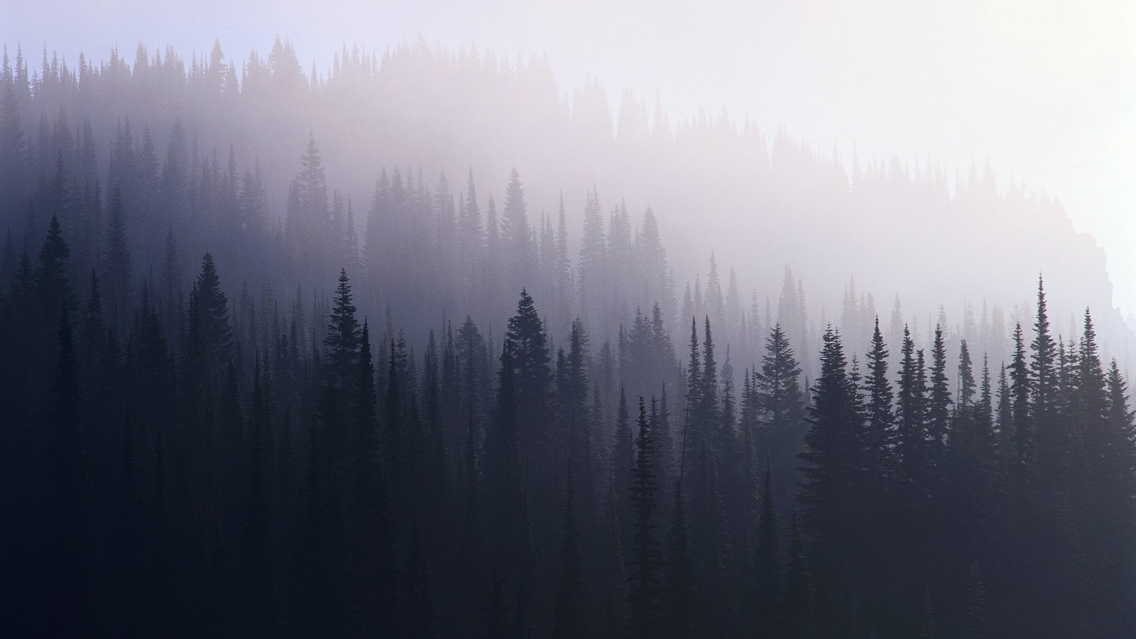 nature hipster dark Forest uhd ultra hd 2k