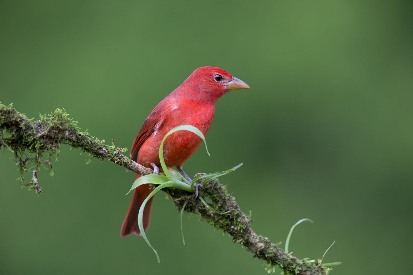 photography nature animals birds animal themes vertebrate 2k