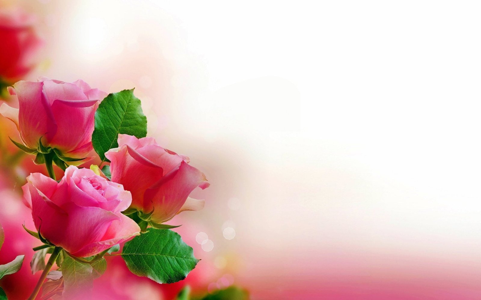 pink rose flowers wallpaper Pastel Valentine's Day nature 2k