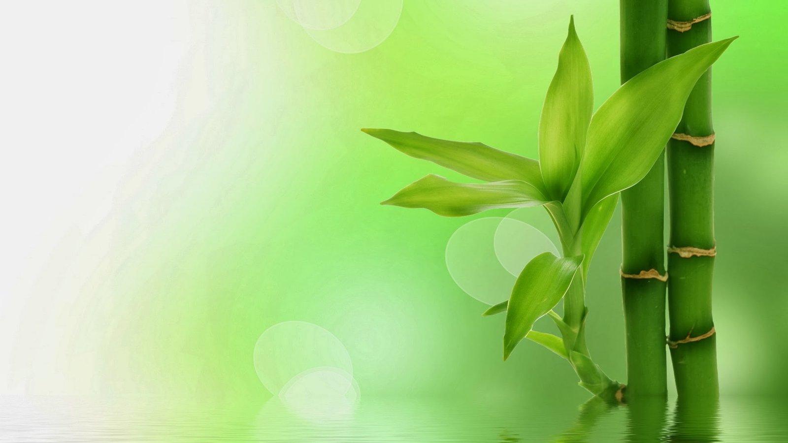 plant leaf art design flower spring grass floral pattern 2k