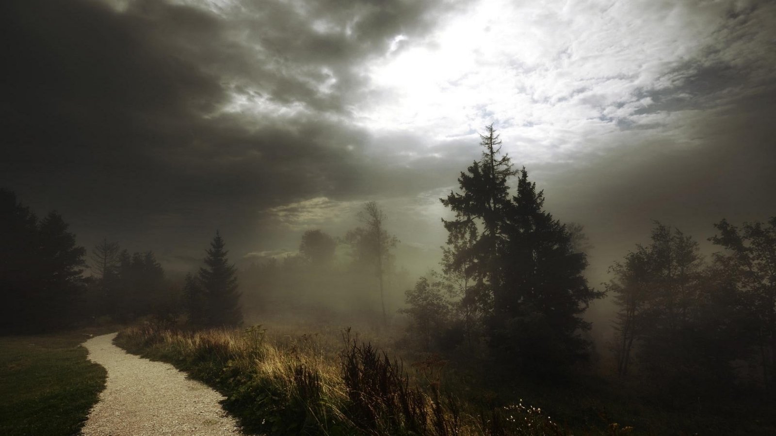 silhouette of tree's cover by fog under cloudy sky during daytime 2k