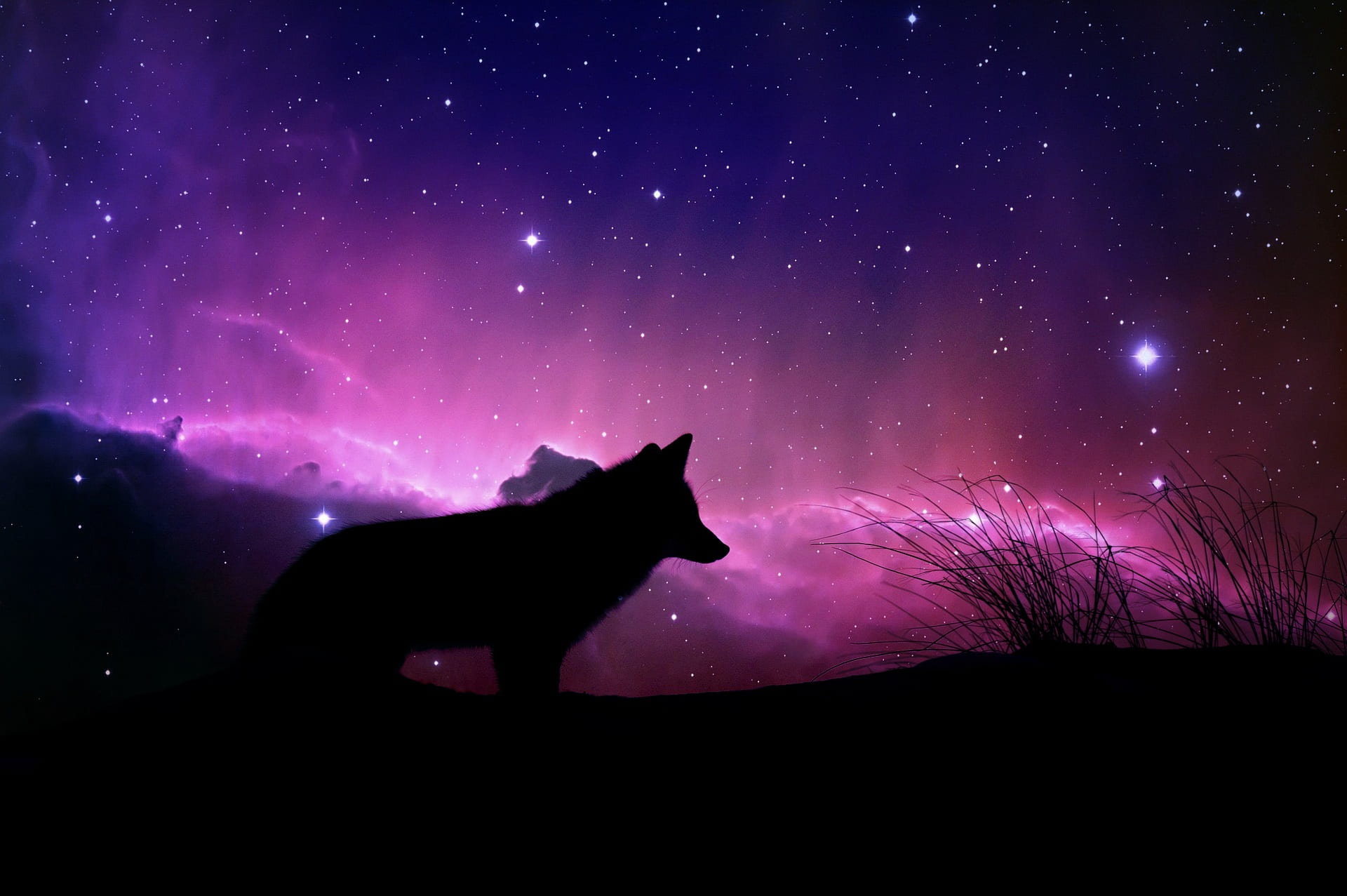 silhouette of wolf magical space design fantasy cosmic color 2k