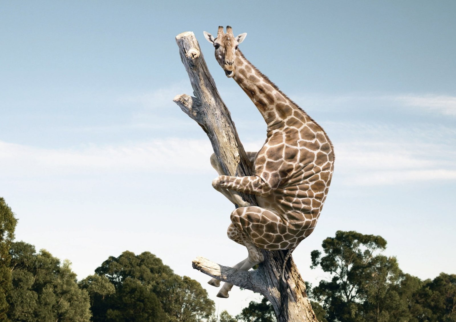 adult giraffe animals wildlife nature giraffes fantasy art 2k
