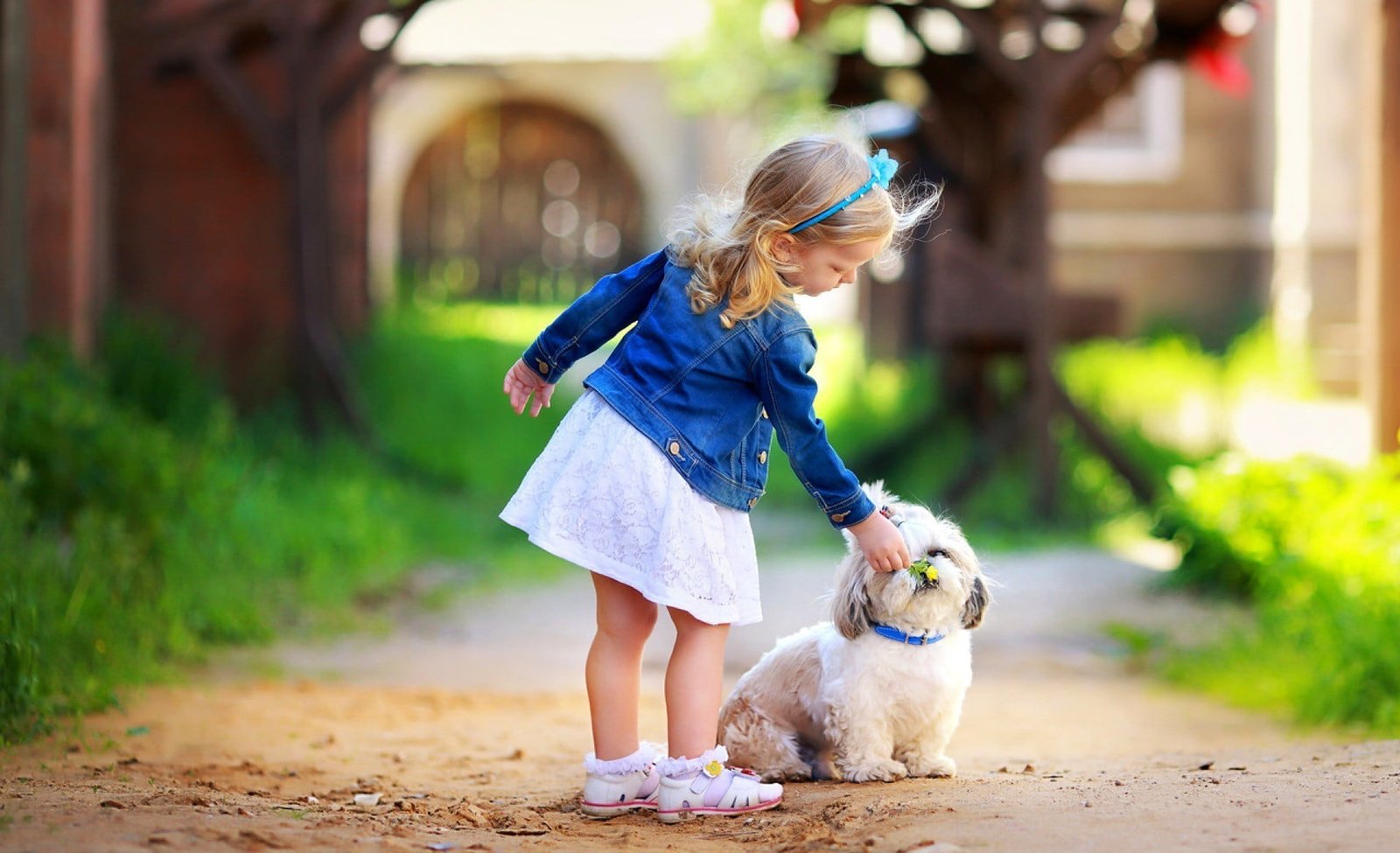 adult white shih tzu greens grass leaves trees flowers nature 2k