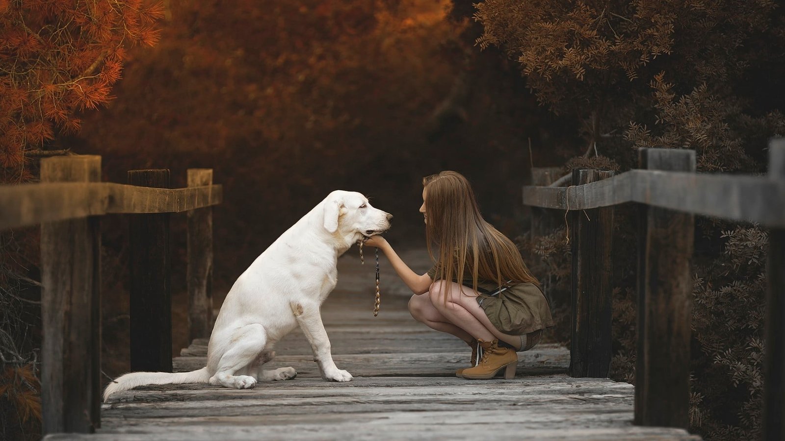 adult yellow Labrador retriever woman wearing brown dress with 2k