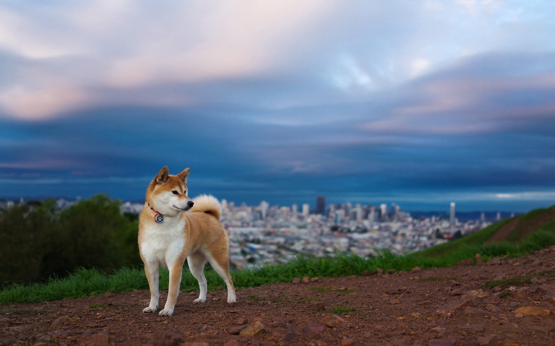 adult brown and white Shiba inu akita hill dog nature 2k