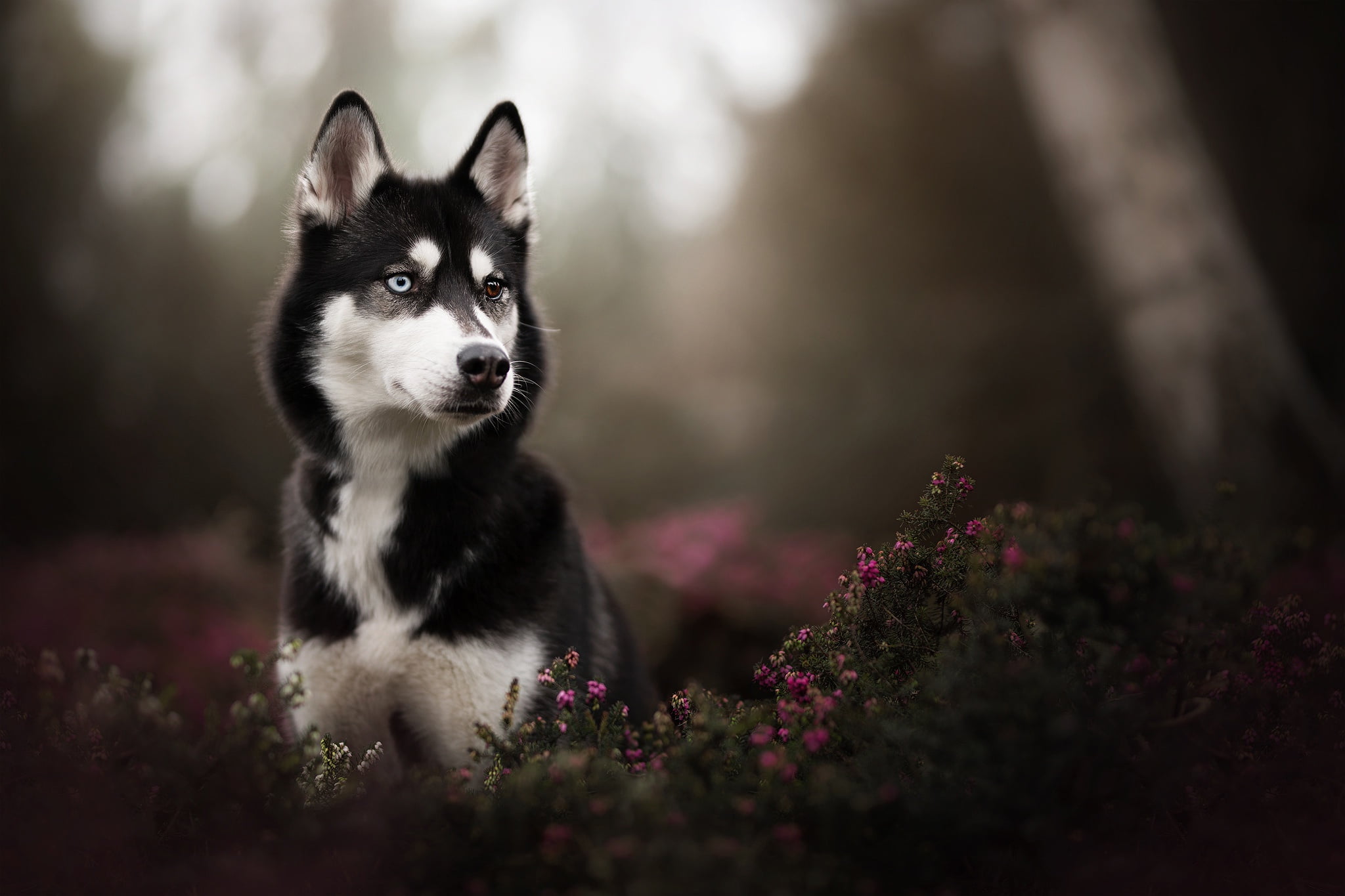 adult white and black Siberian husky Husky puppy in tilt shift photography 2k