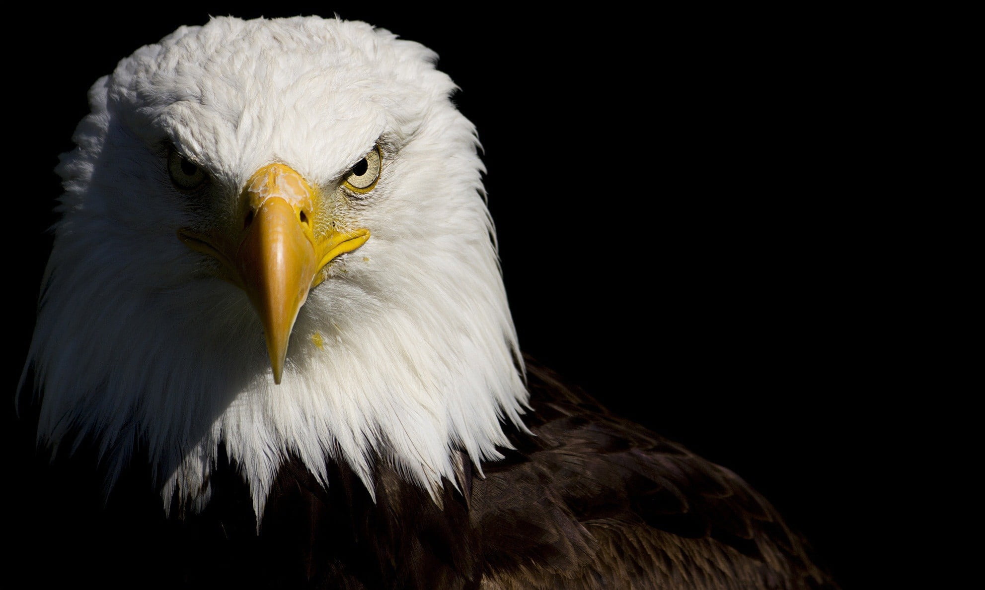 American Eagle bald eagle animals birds in the wild 2k