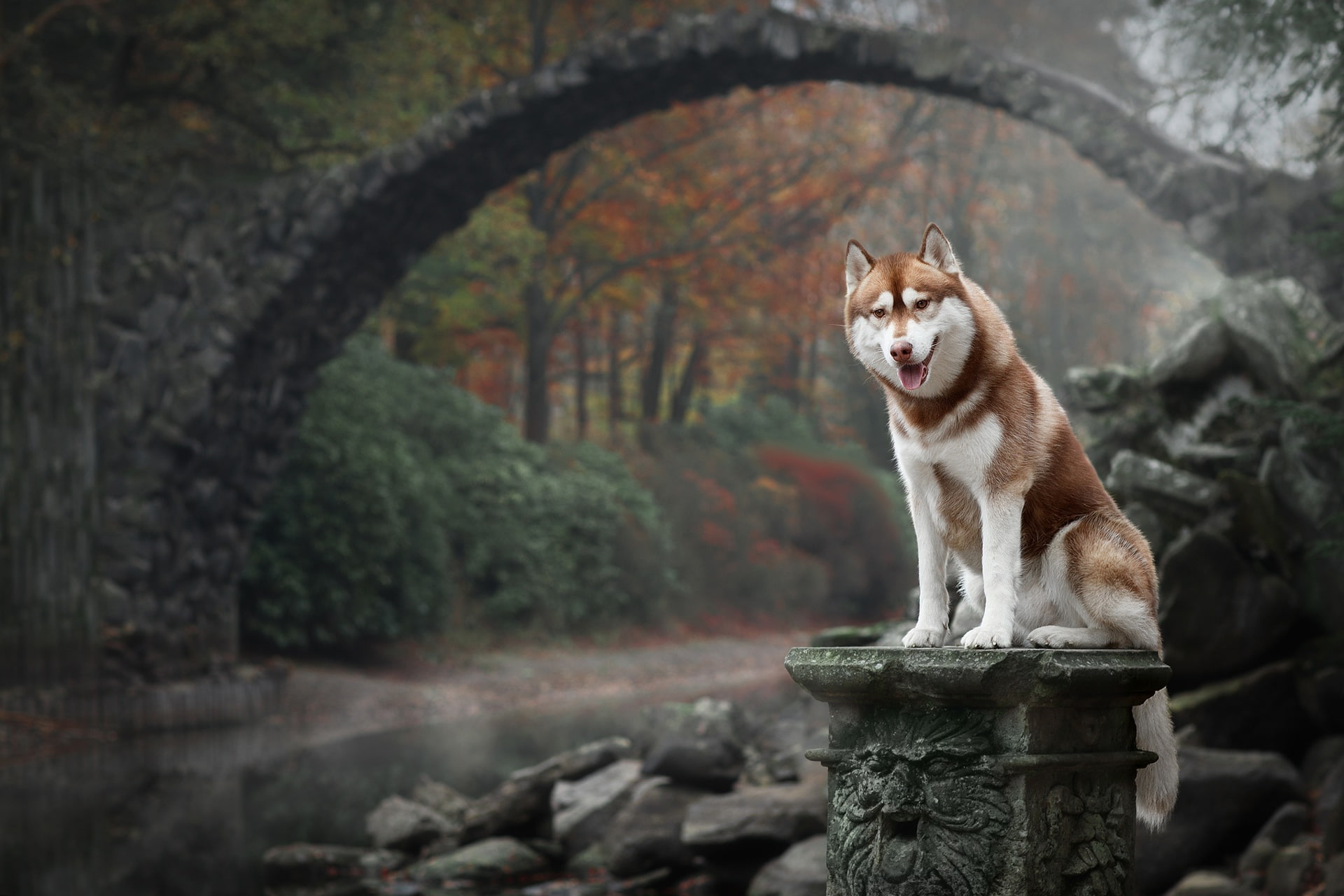 animals dog bridge nature Siberian Husky 2k