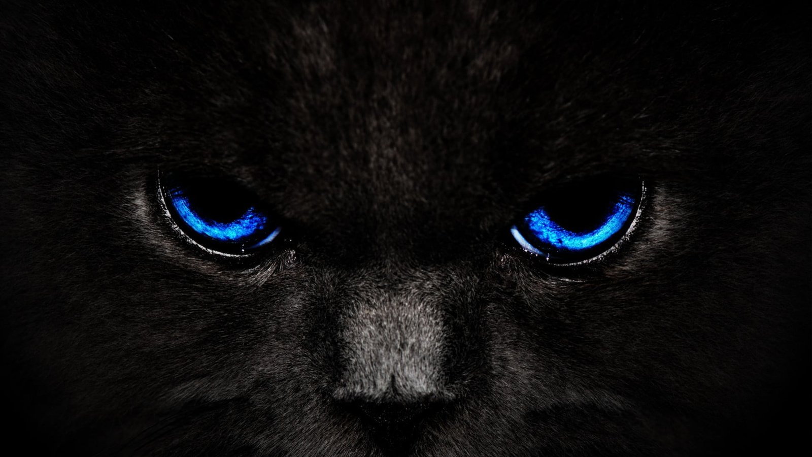 animals black digital graphic design light wallpaper 2k