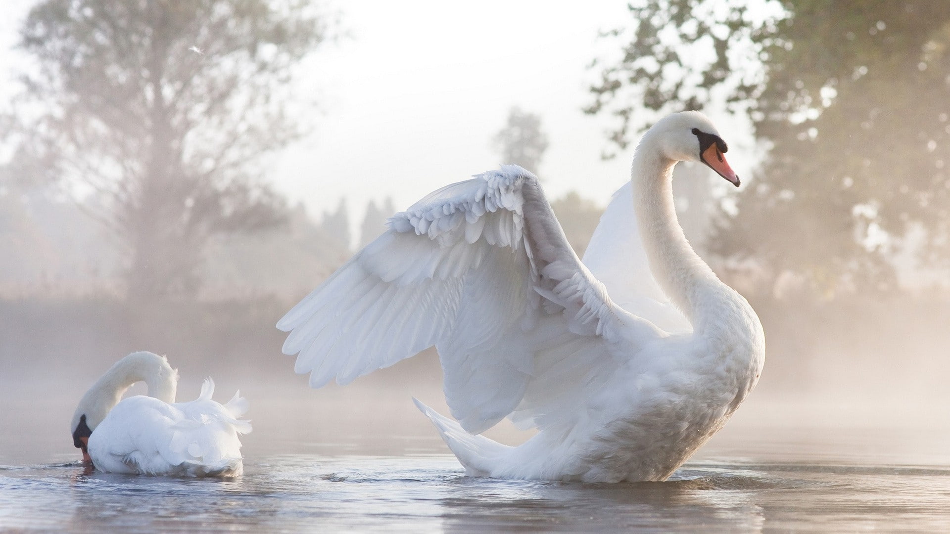 animals swan birds sunlight water nature 2k