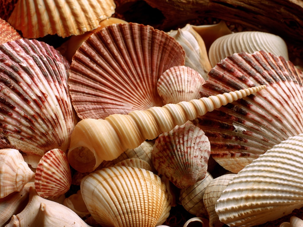 areia beach Sea Shell Nature Beaches HD Art ocean conchas mar