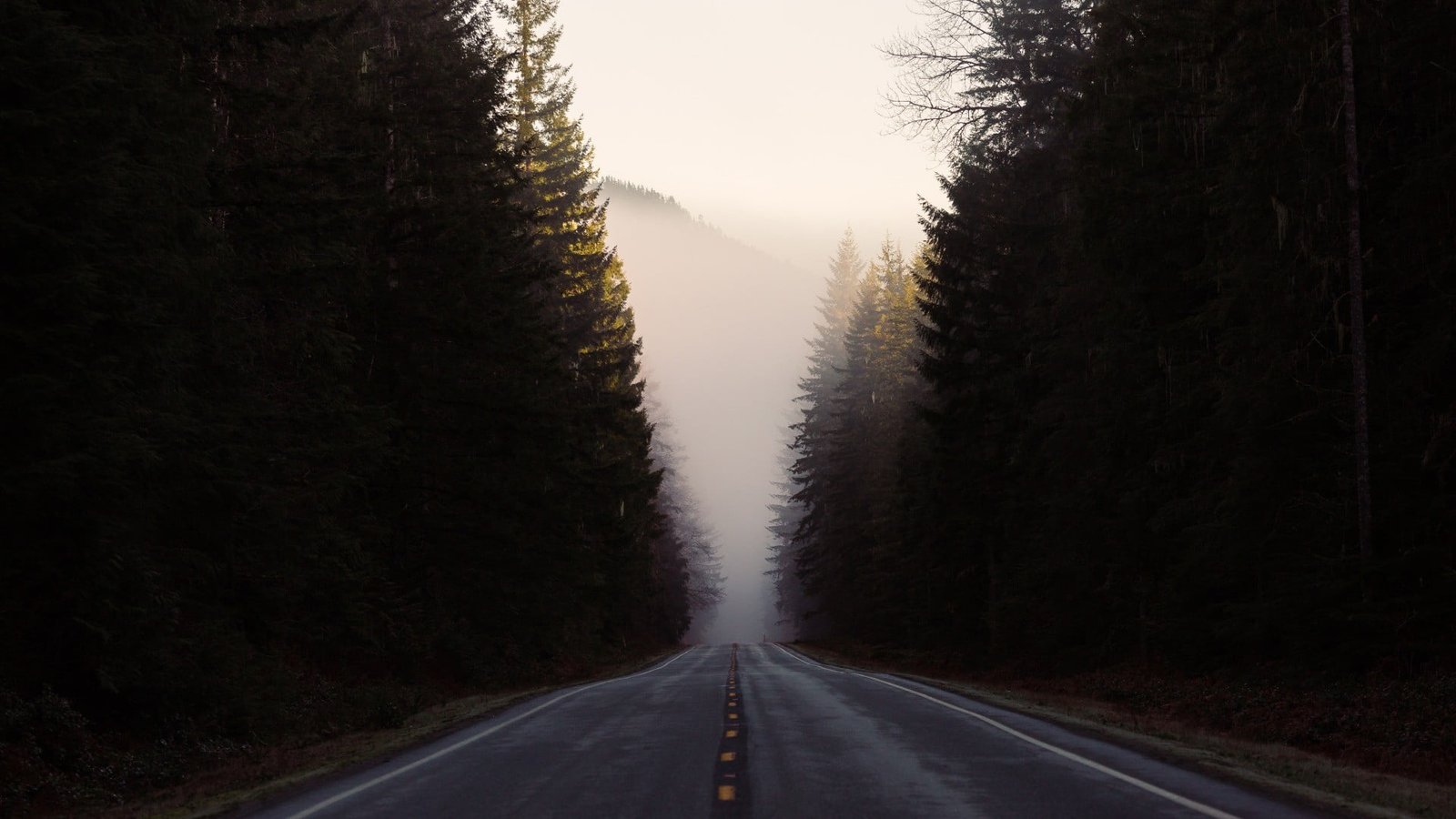 asphalt road nature landscape trees forest mist hills transportation 2k