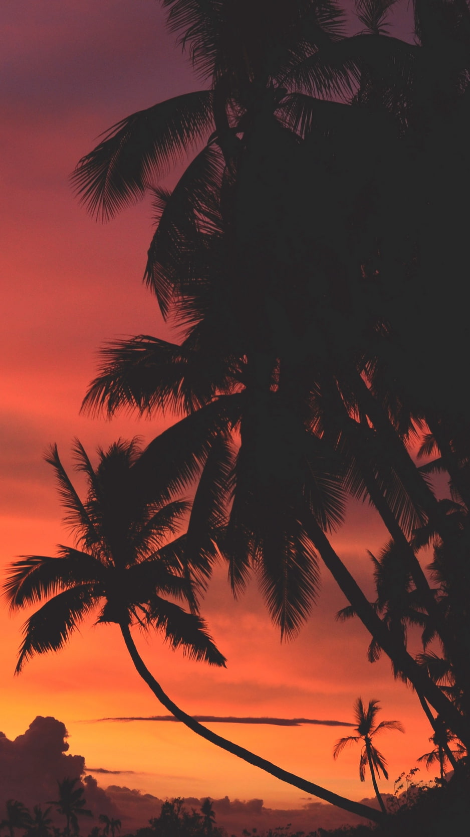 beach sunset palm trees vibes moody warm dark