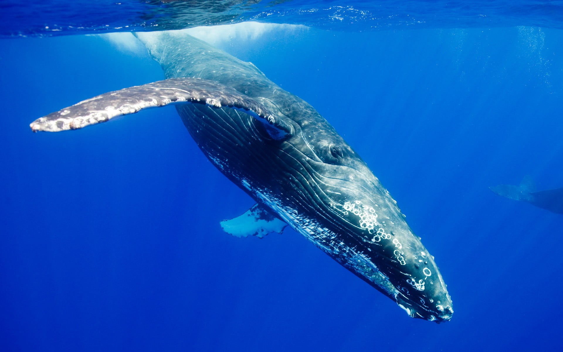 blue whale nature animals wildlife underwater animal themes 2k