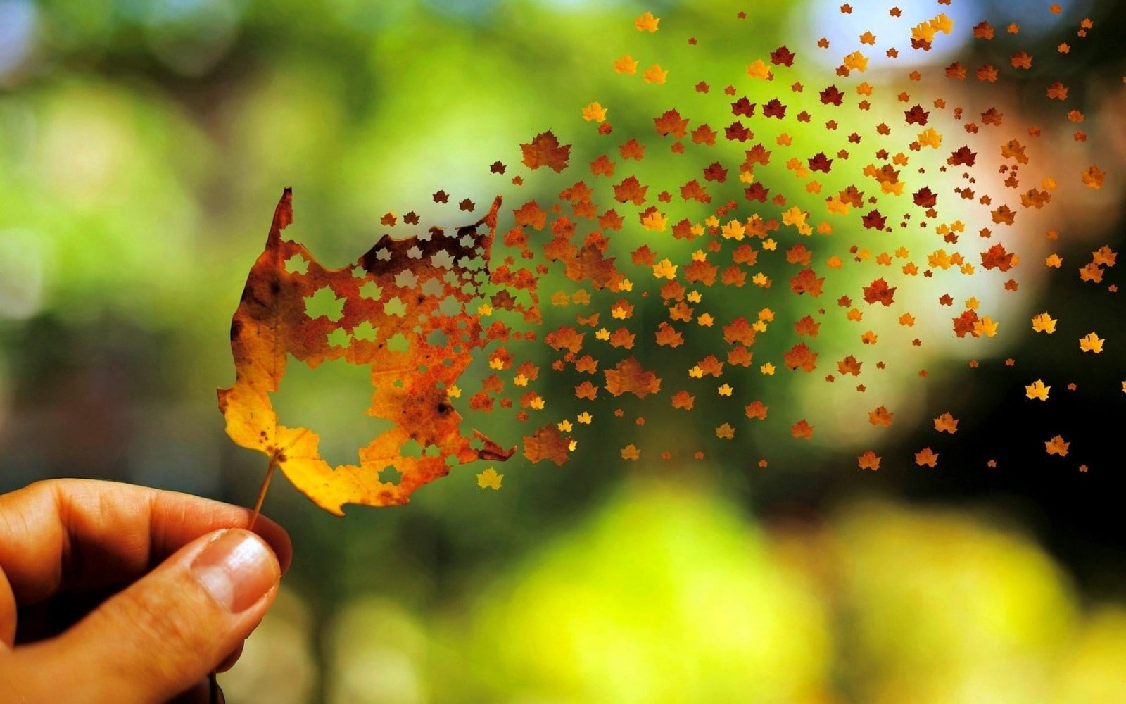 brown maple leaf fading photo leaves fall depth of field 2k