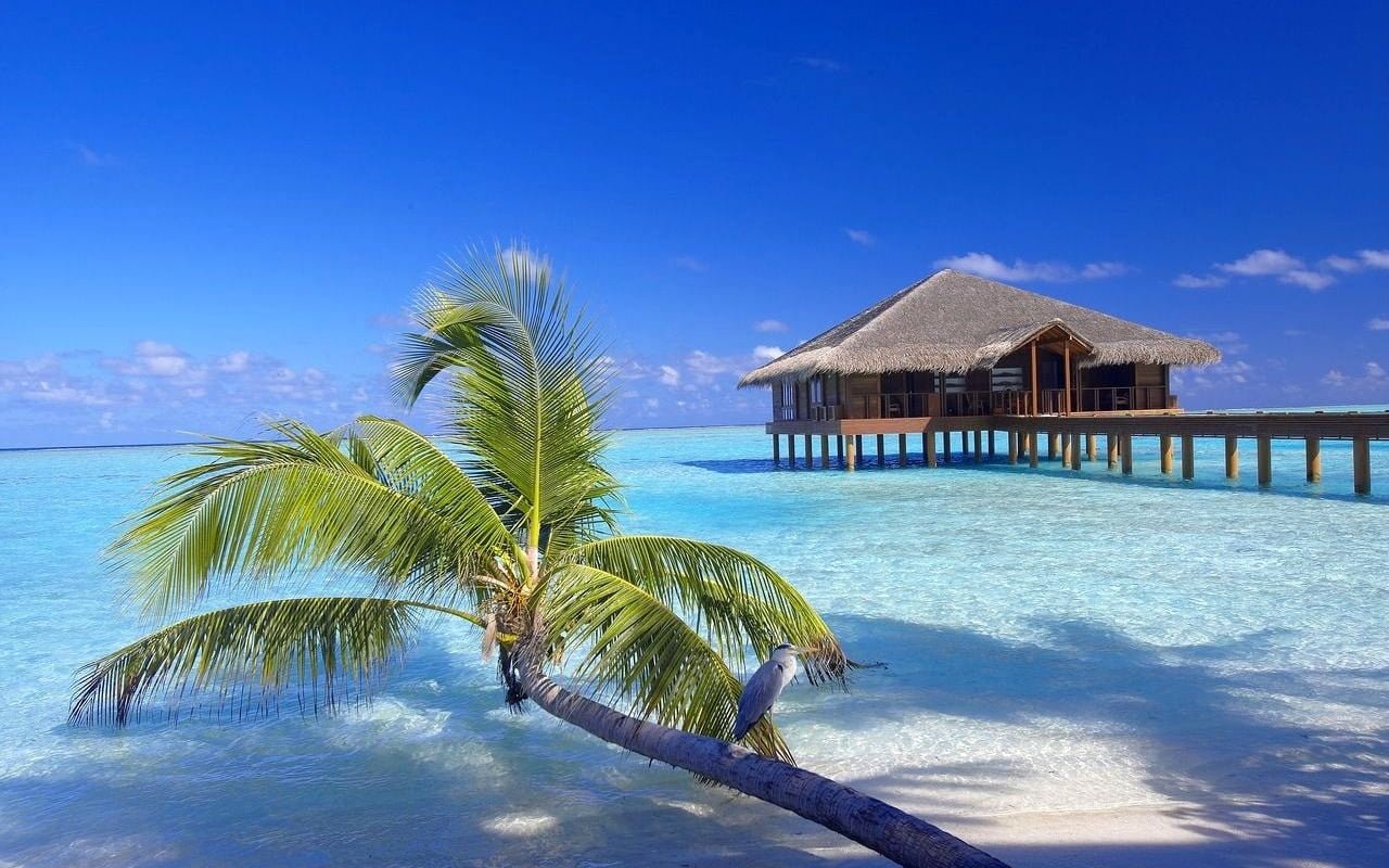 brown wooden hut Maldives resort beach palm trees sand birds