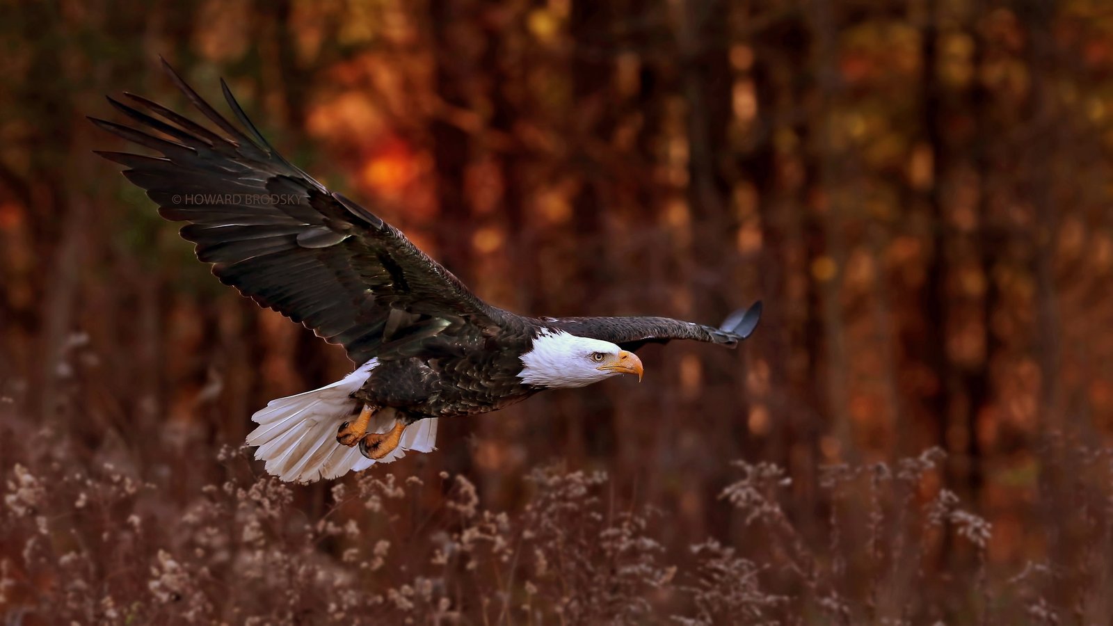 px animals Bald Eagle birds eagle nature Technology Windows HD Art 2k