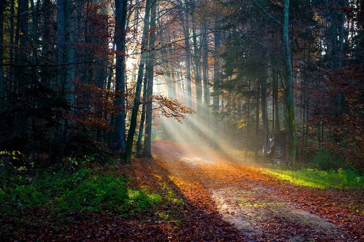 brown leafed trees forest during daytime sun rays fall path
