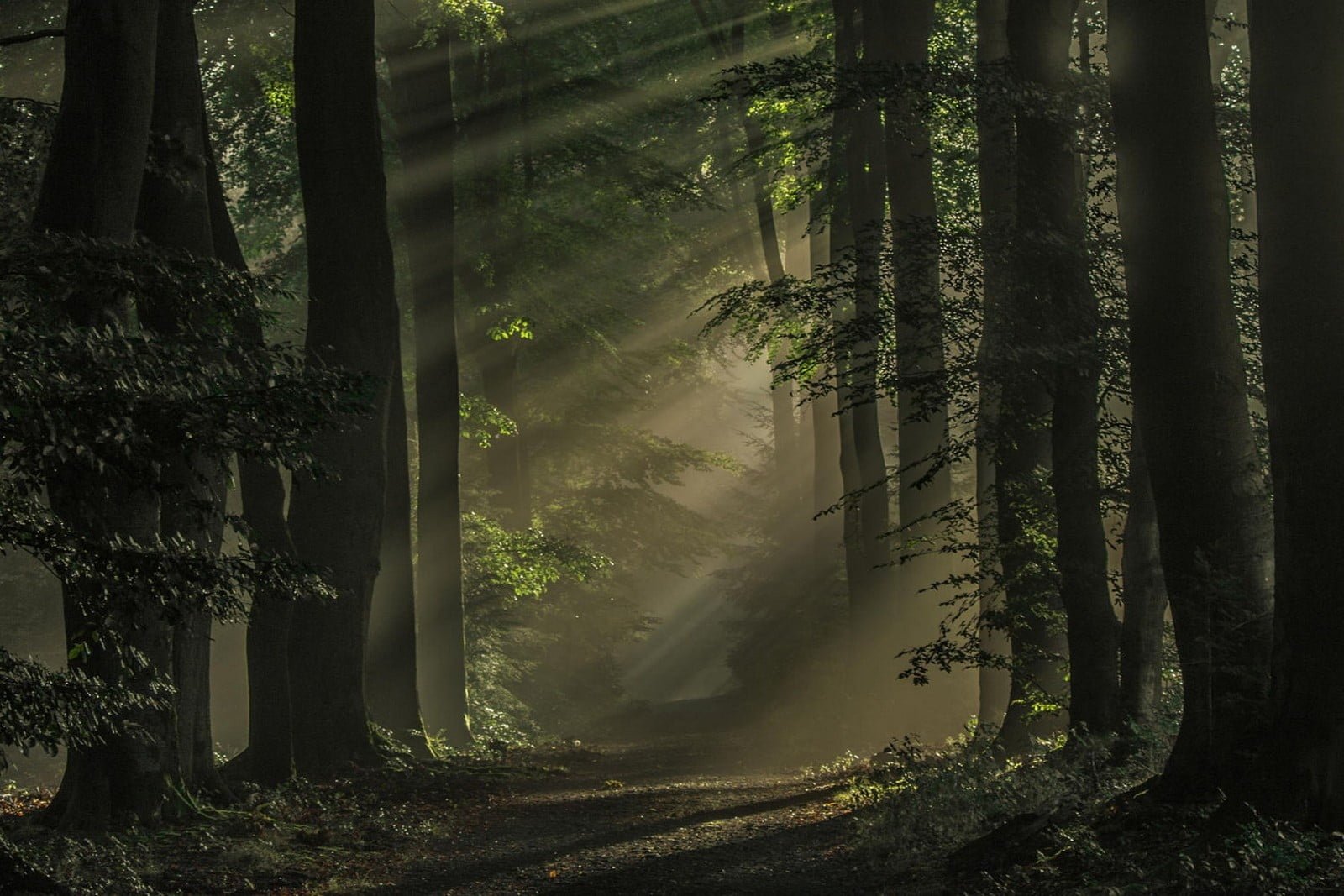 brown tree trunks nature landscape mist forest dark path 2k