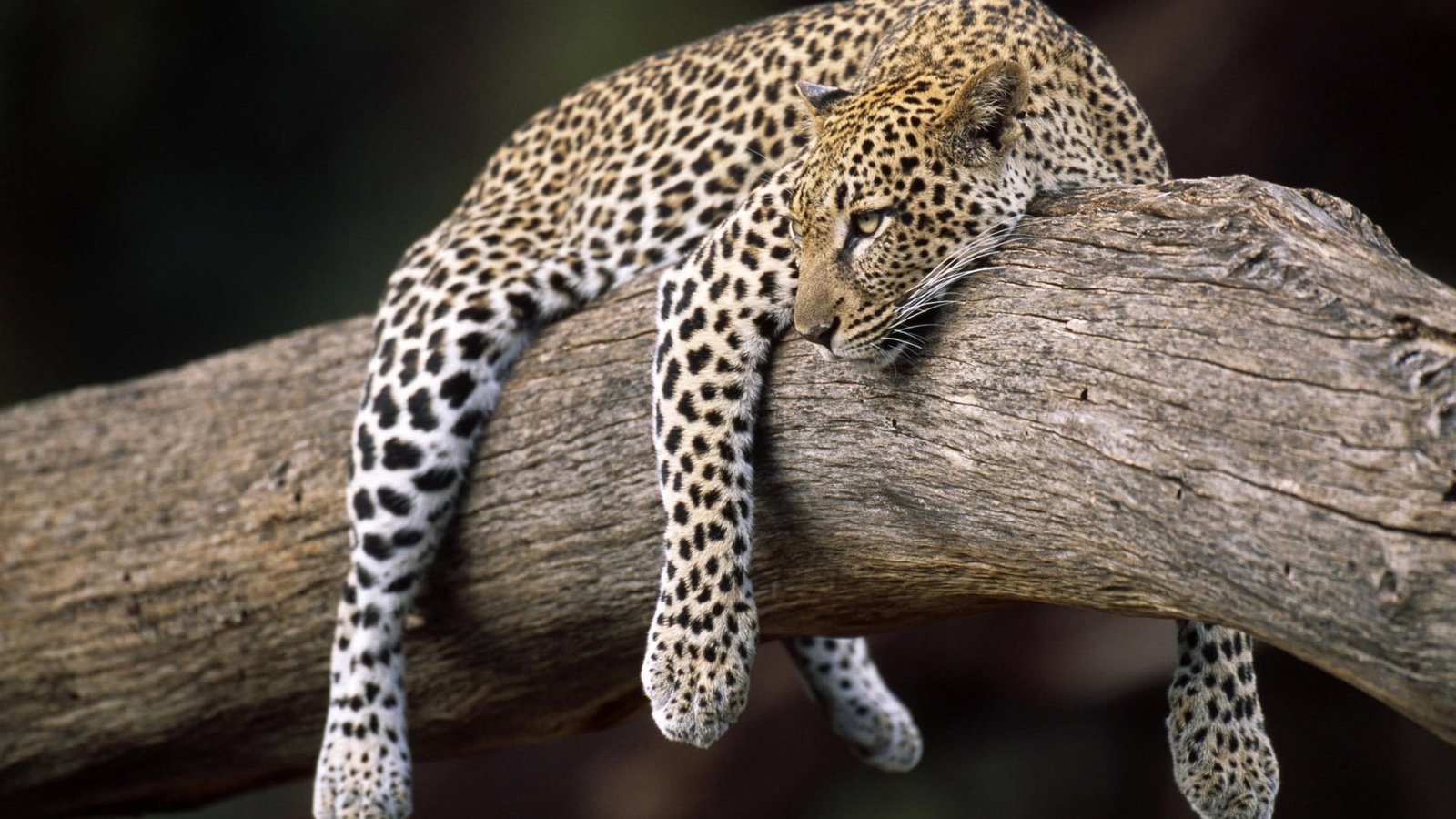 adult leopard nature forest animals animal themes 2k