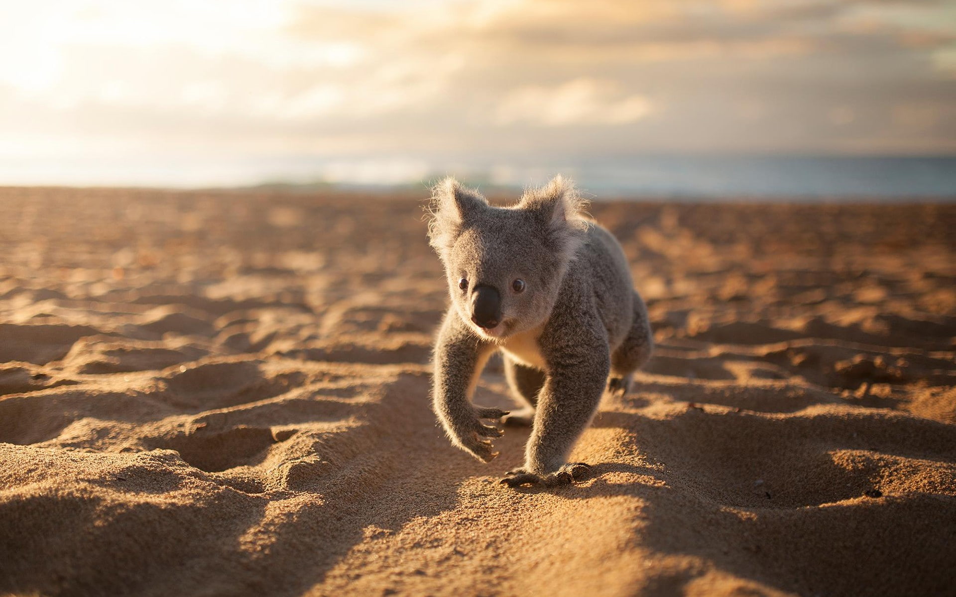 animals koalas beach sand land animal wildlife one 2k