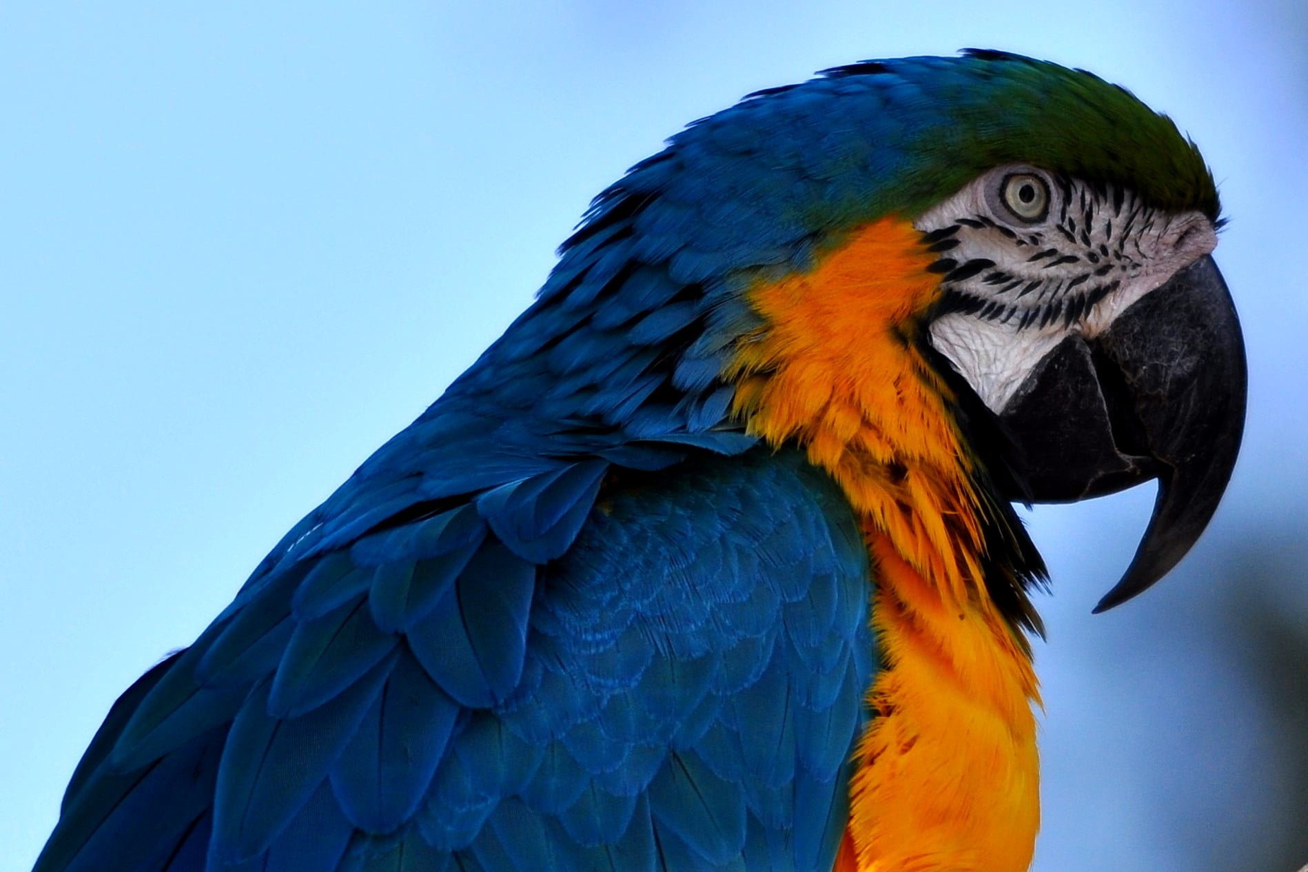 close up photo of blue and orange parrot psittacines 2k