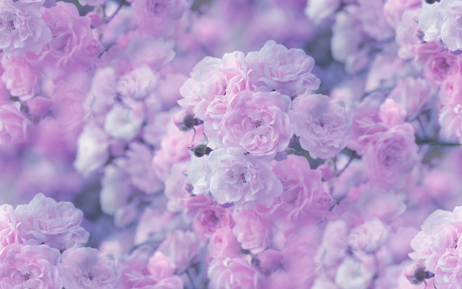 Flower Macro Rose Pink HD pink and white cherry blossoms nature 2k