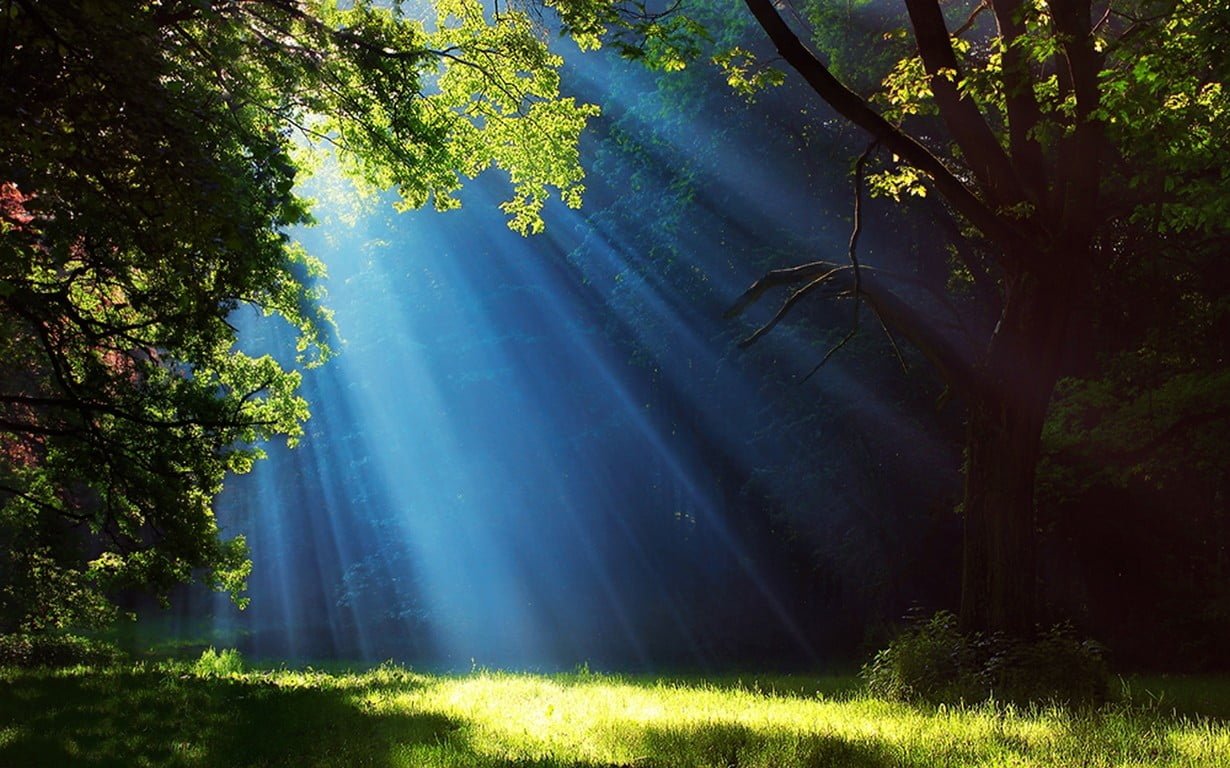 photo of sun rays landscape nature forest grass trees mist