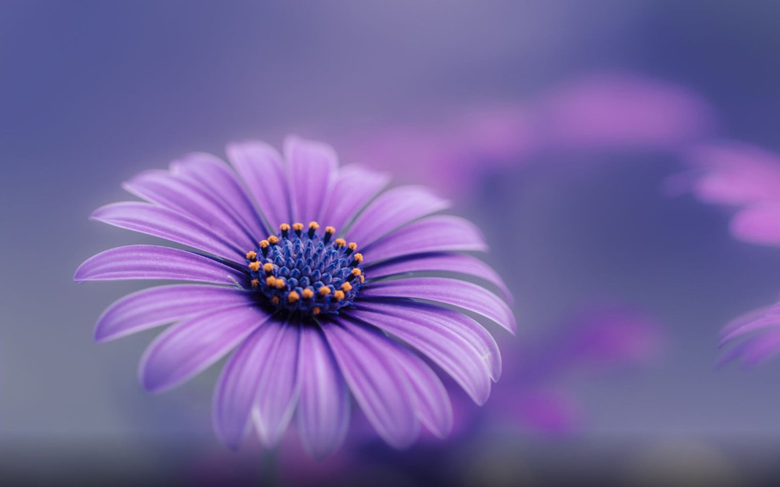 Purple Blue Flower Hd Wallpapers For Mobile Phones And Computers 2k