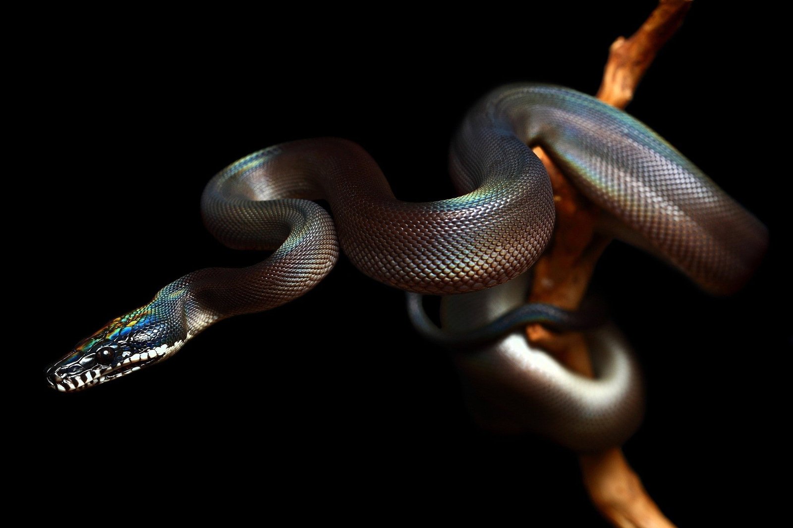 reptiles snake animals nature black background animal themes 2k