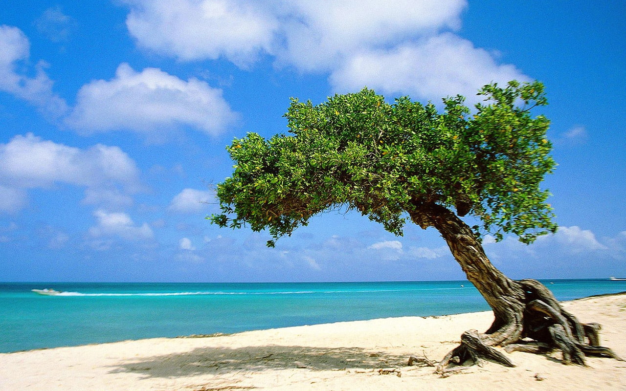 Beach beautifull divi tree on beach in aruba Nature Beaches HD Art
