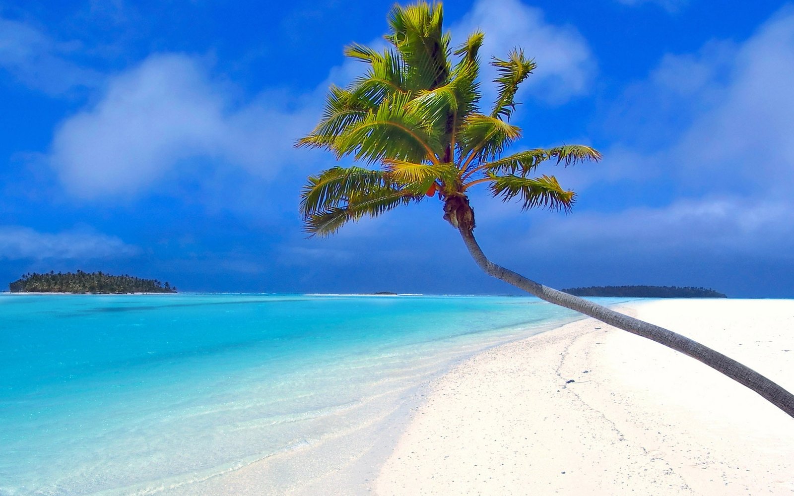 Beach by a coconut tree Sea Palm 2k