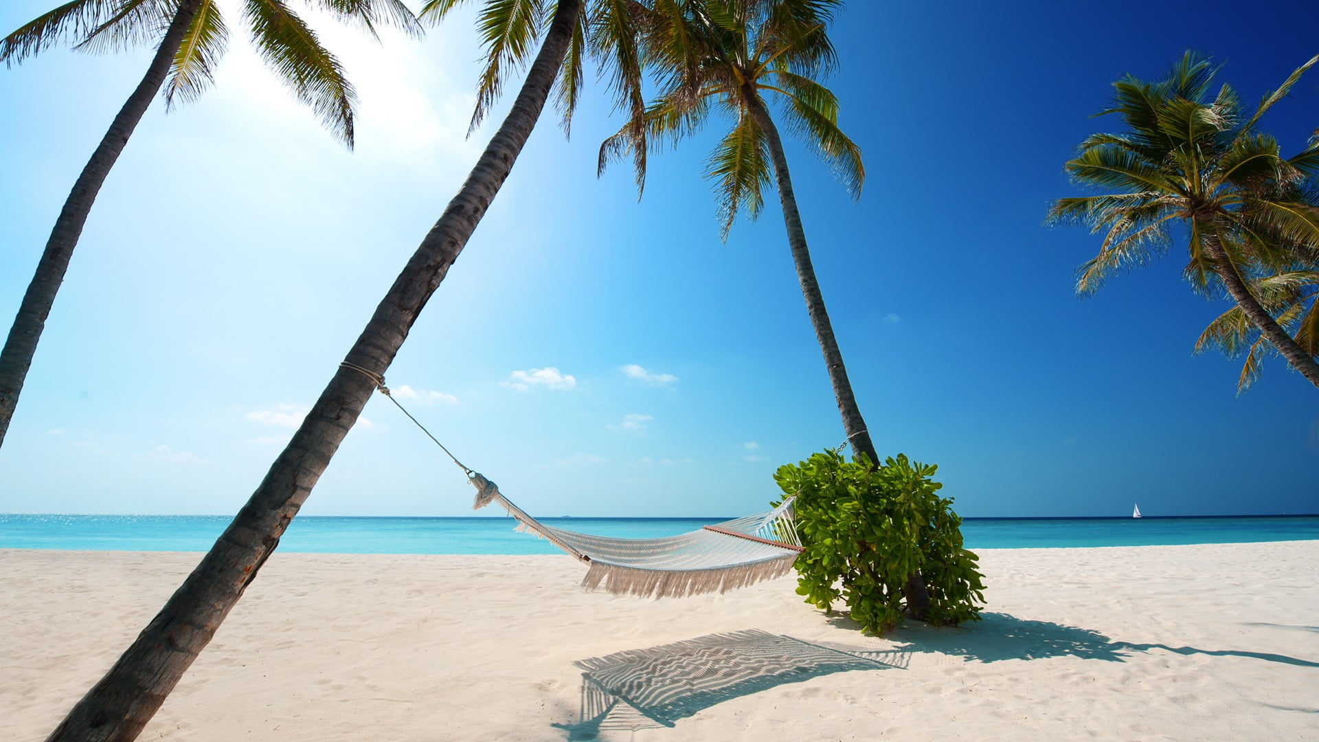 beach sand palm trees landscape hammocks sea sky water 2k