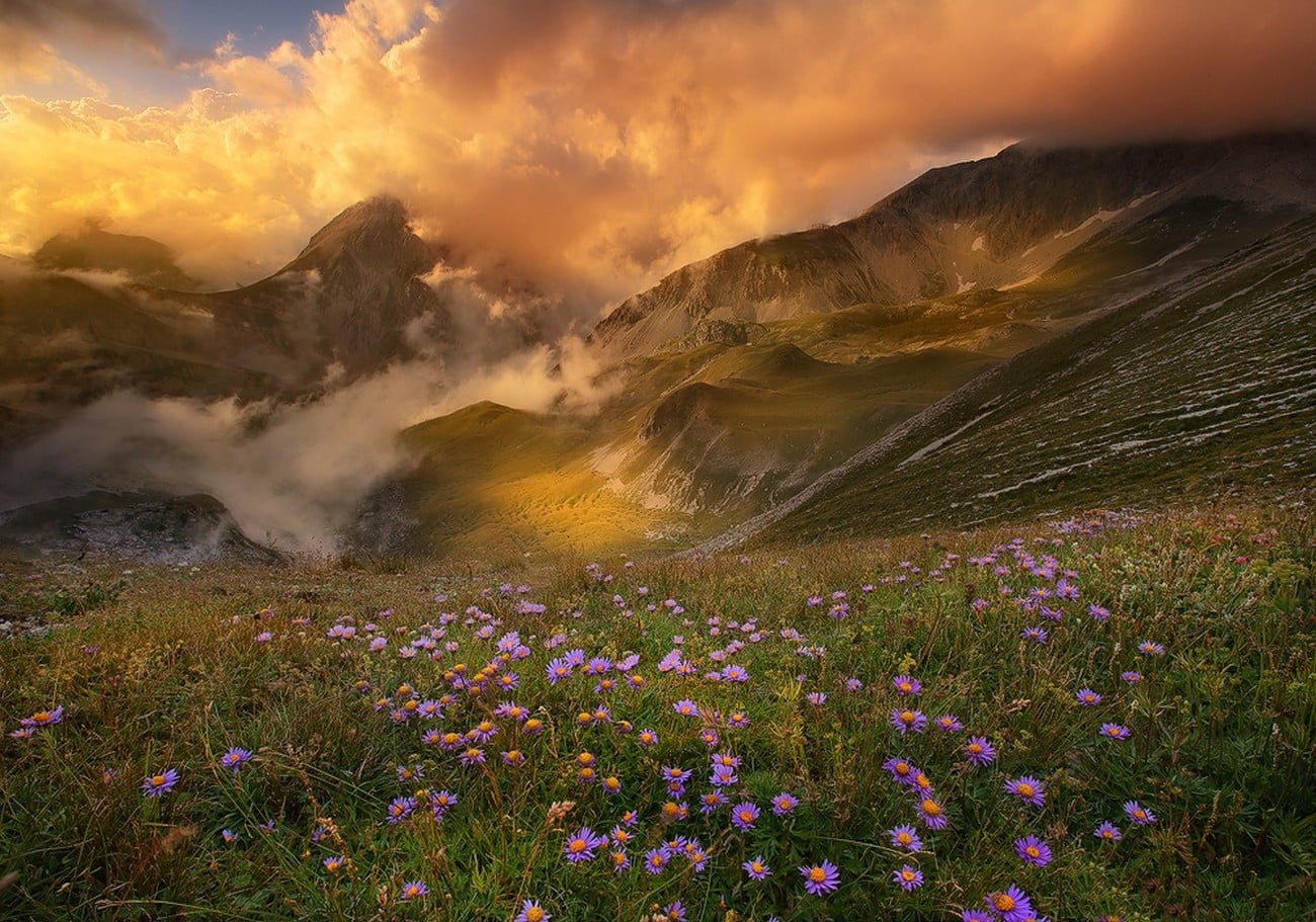 bed of purple petaled flowers mountains sunset clouds valley