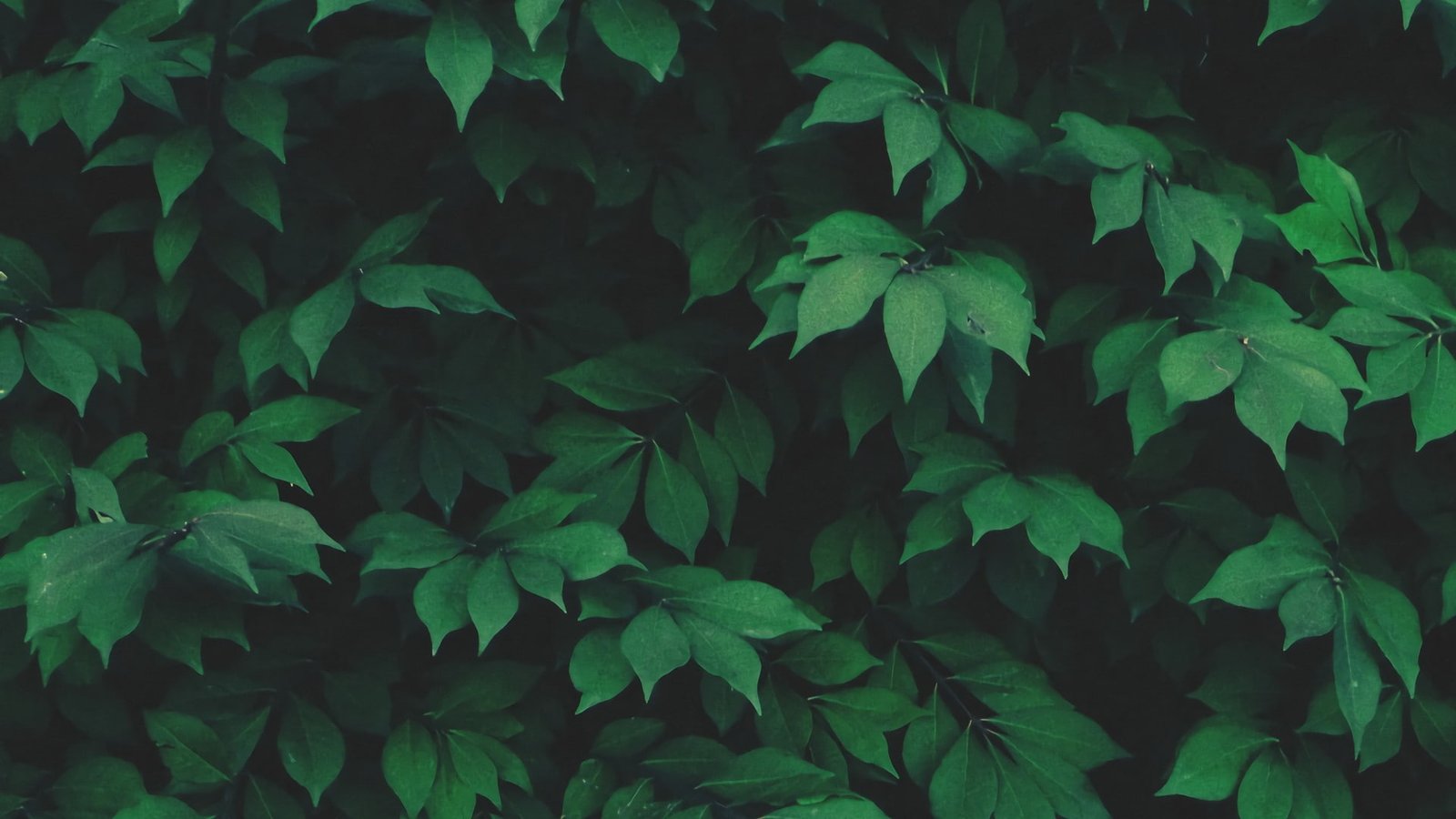 solo green nature plants leaves 2k
