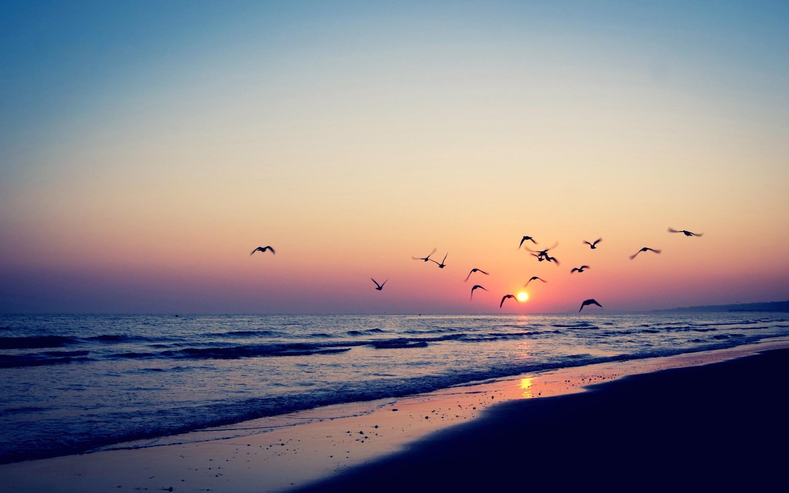 Bird silhouettes in the beach sunset flight of birds beaches 2k