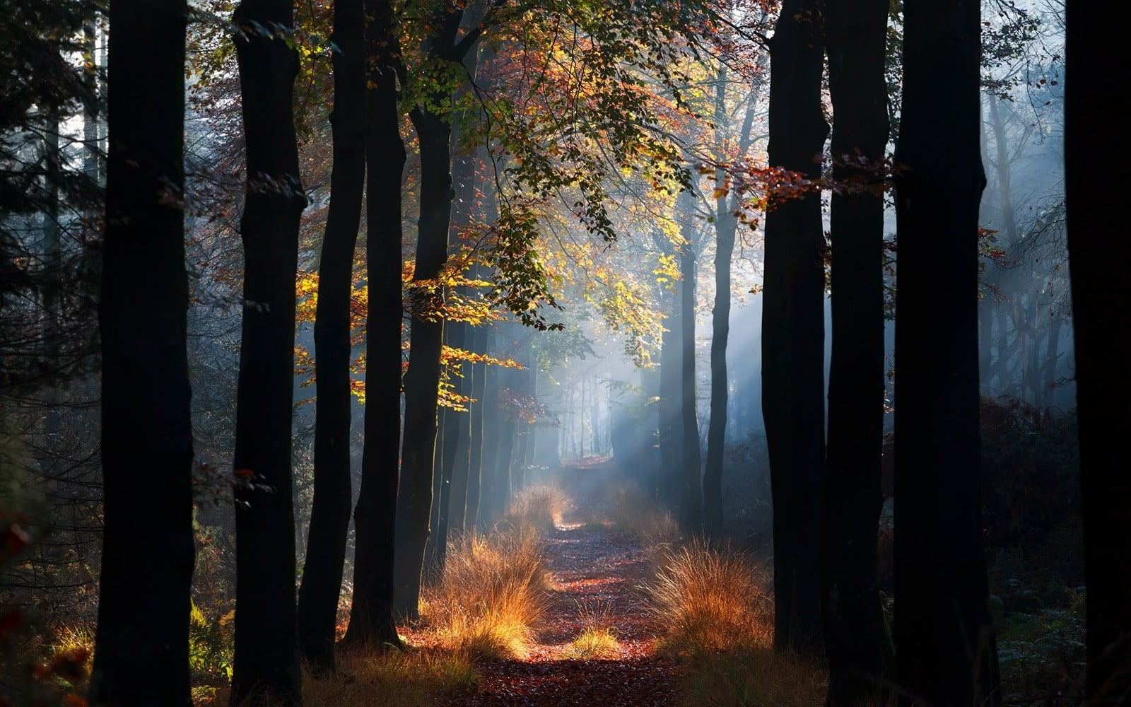 black and brown trees photo of road between ground covered with 2k