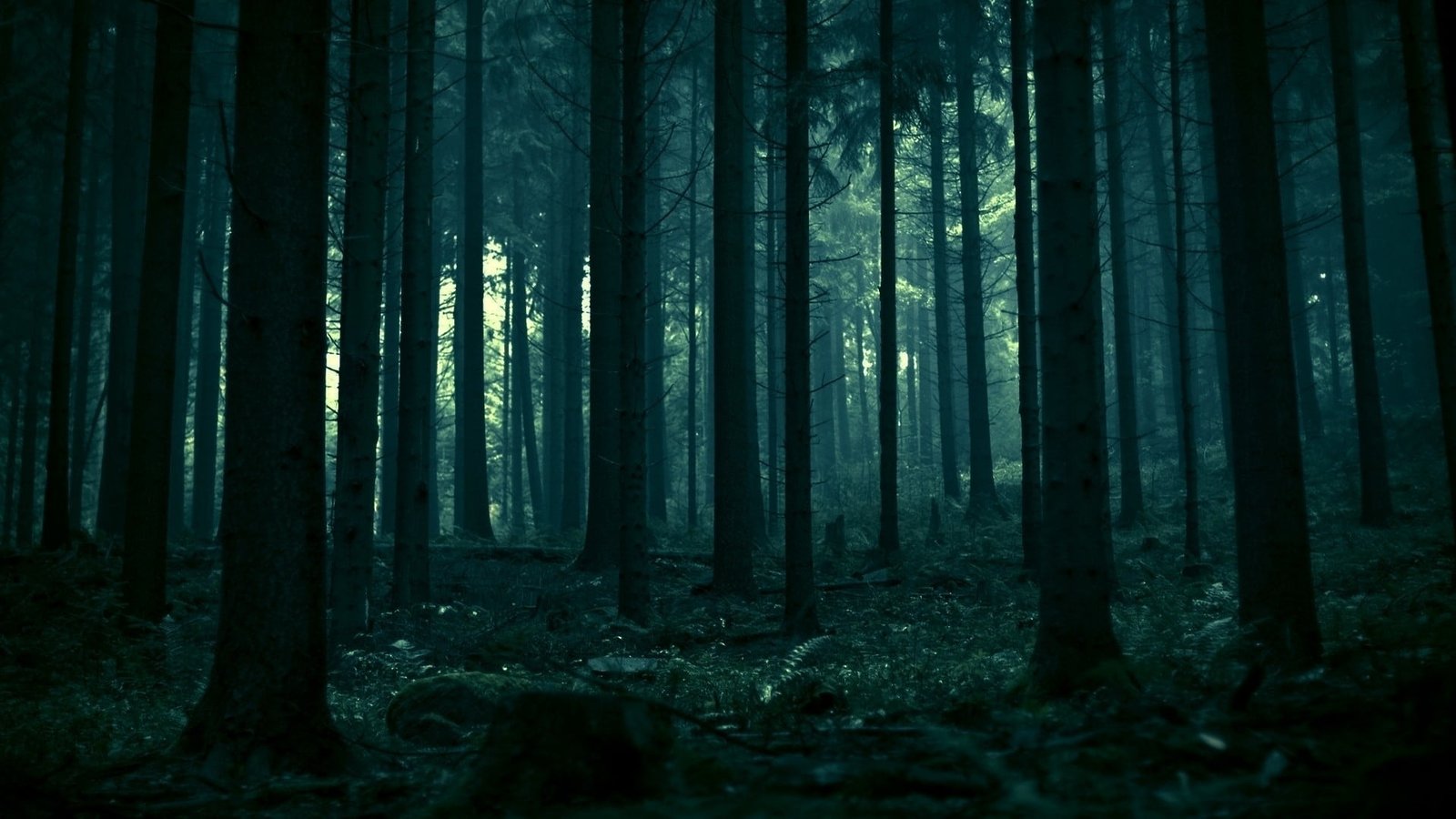 trees in forest wallpaper spruce dead landscape dark 2k