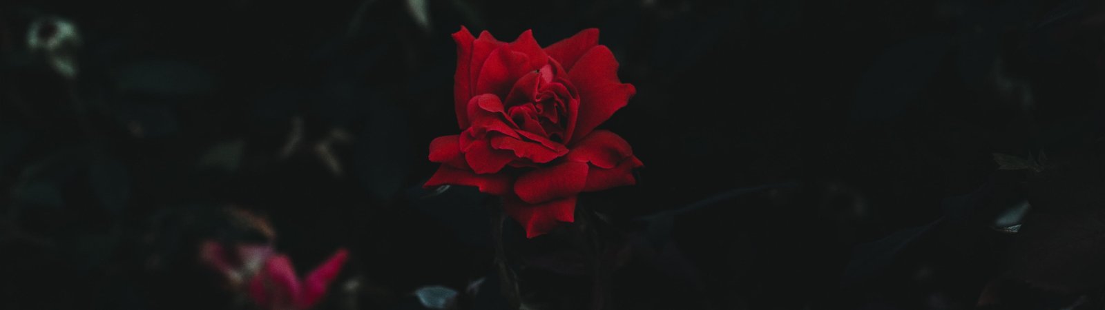 ultrawide rose nature 2k 4k 5k