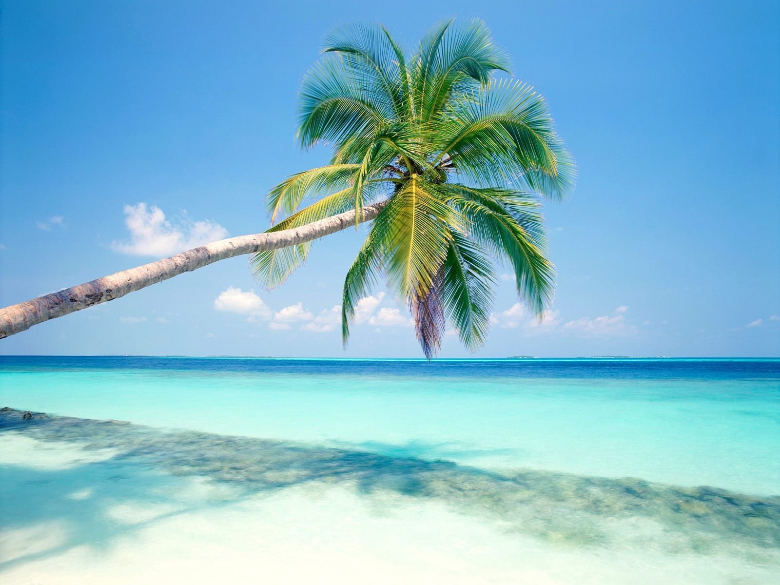 Blue beach a coconut tree green 2k