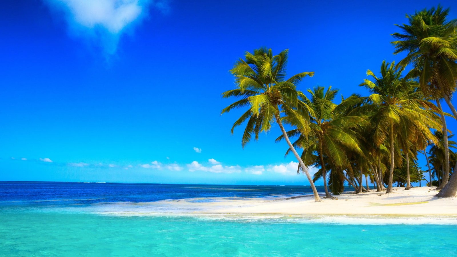 blue ocean near green leaf coconut trees under clear sky 2k