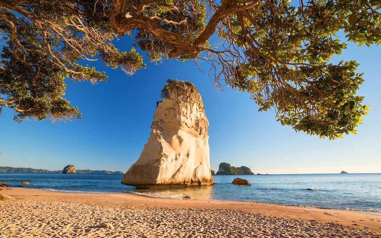 brown and black wooden board nature landscape beach trees